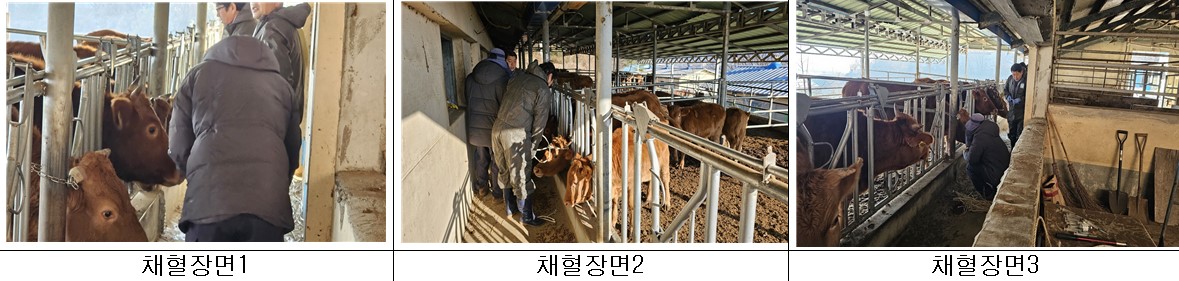 브르셀라 검사 브르셀라검사, 12.6.jpg