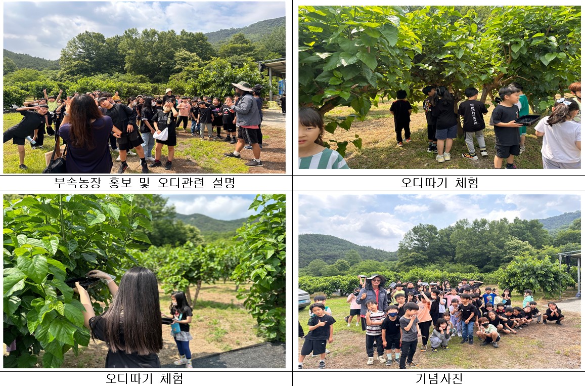 24년 부북초등학교 오디따기 체험행사 부북초등학교 오디따기체험행사_24.6.4.jpg