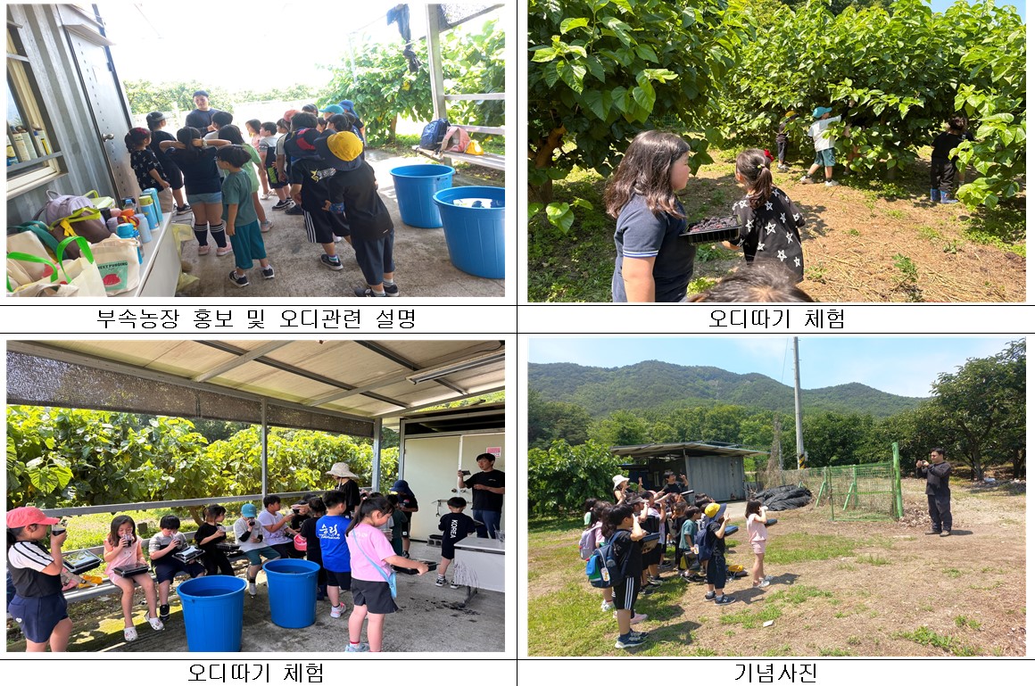 24년 사포초등학교 오디따기 체험행사 사포초등학교오디체험_24.6.14.jpg