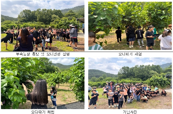 24년 부북초등학교 오디따기 체험행사 대표이미지